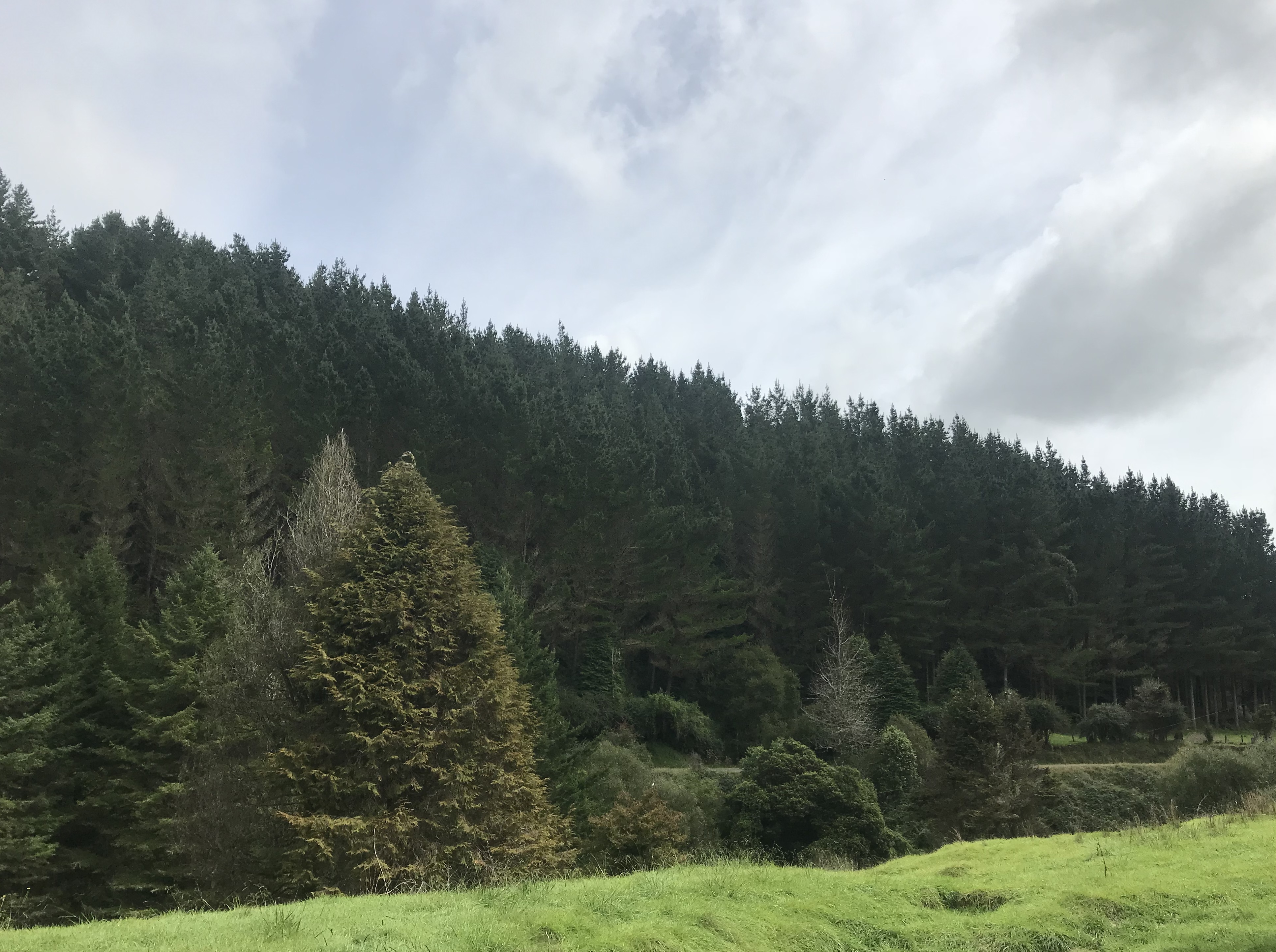 Arapito Partnership 4