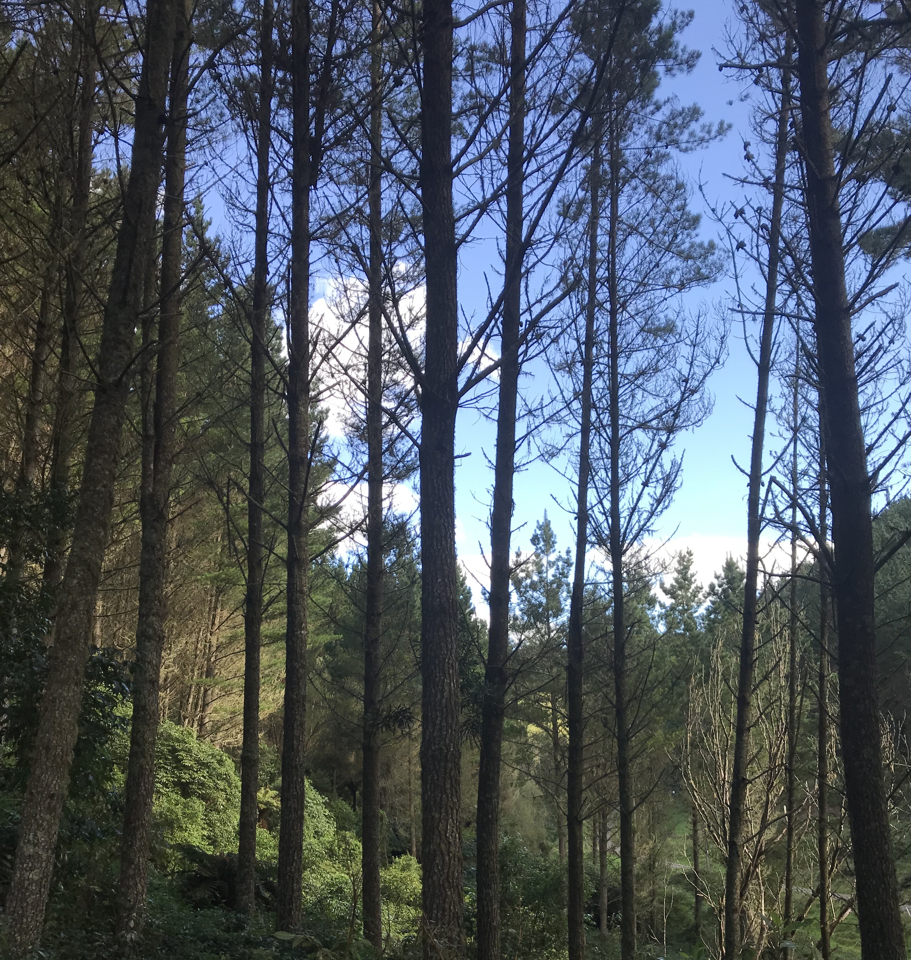 Arapito Partnership 1