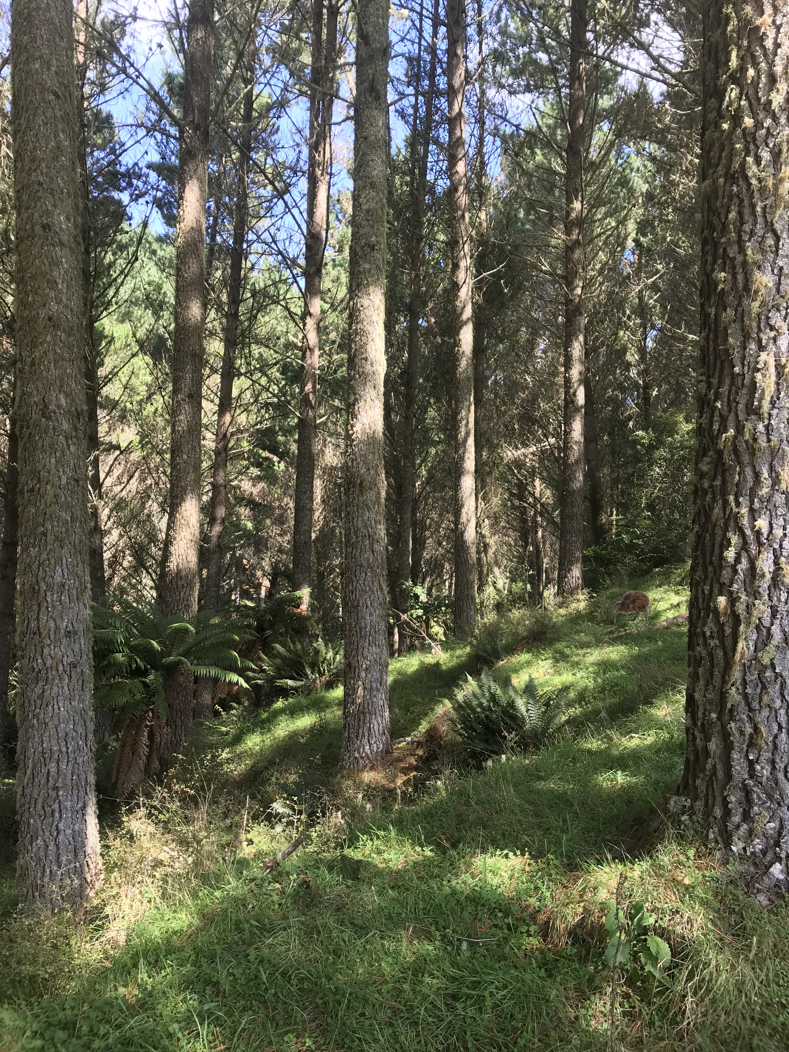 Arapito Partnership 10