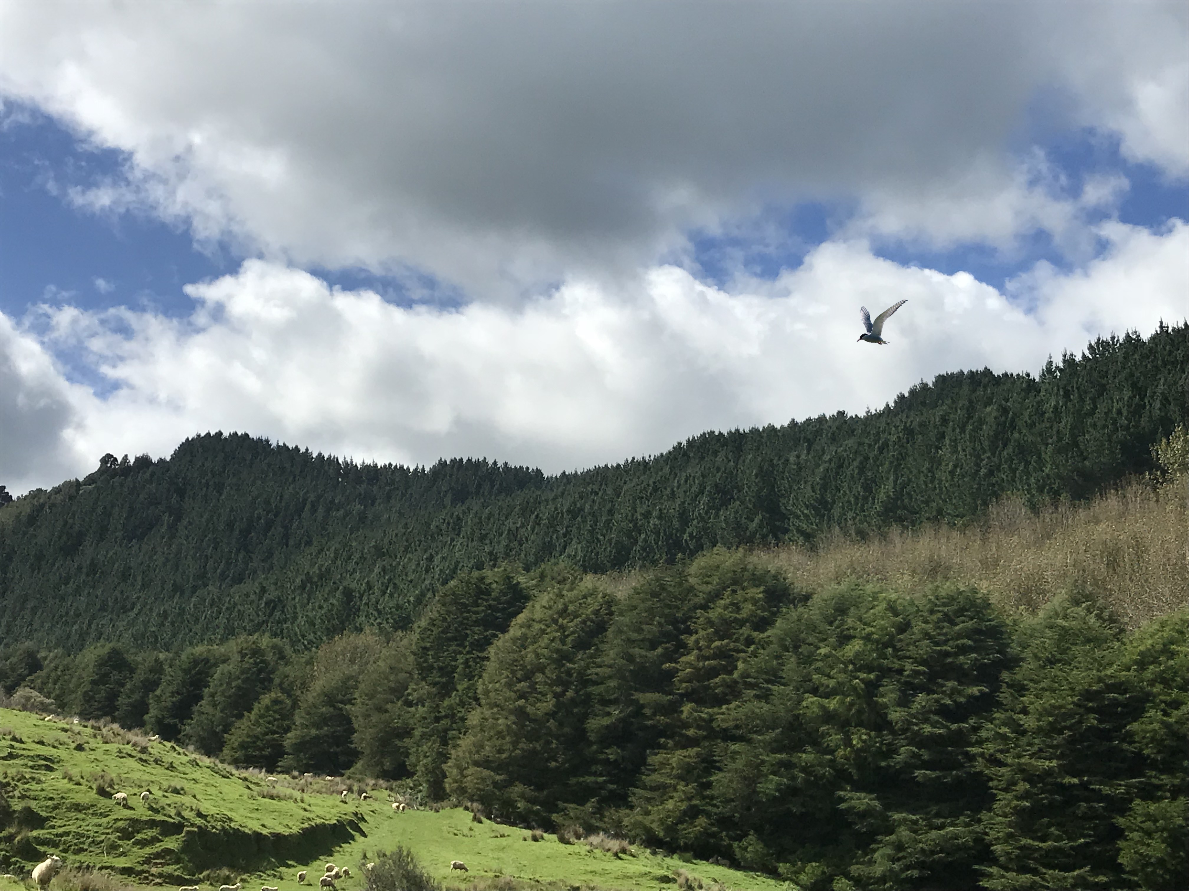 Arapito Partnership 12