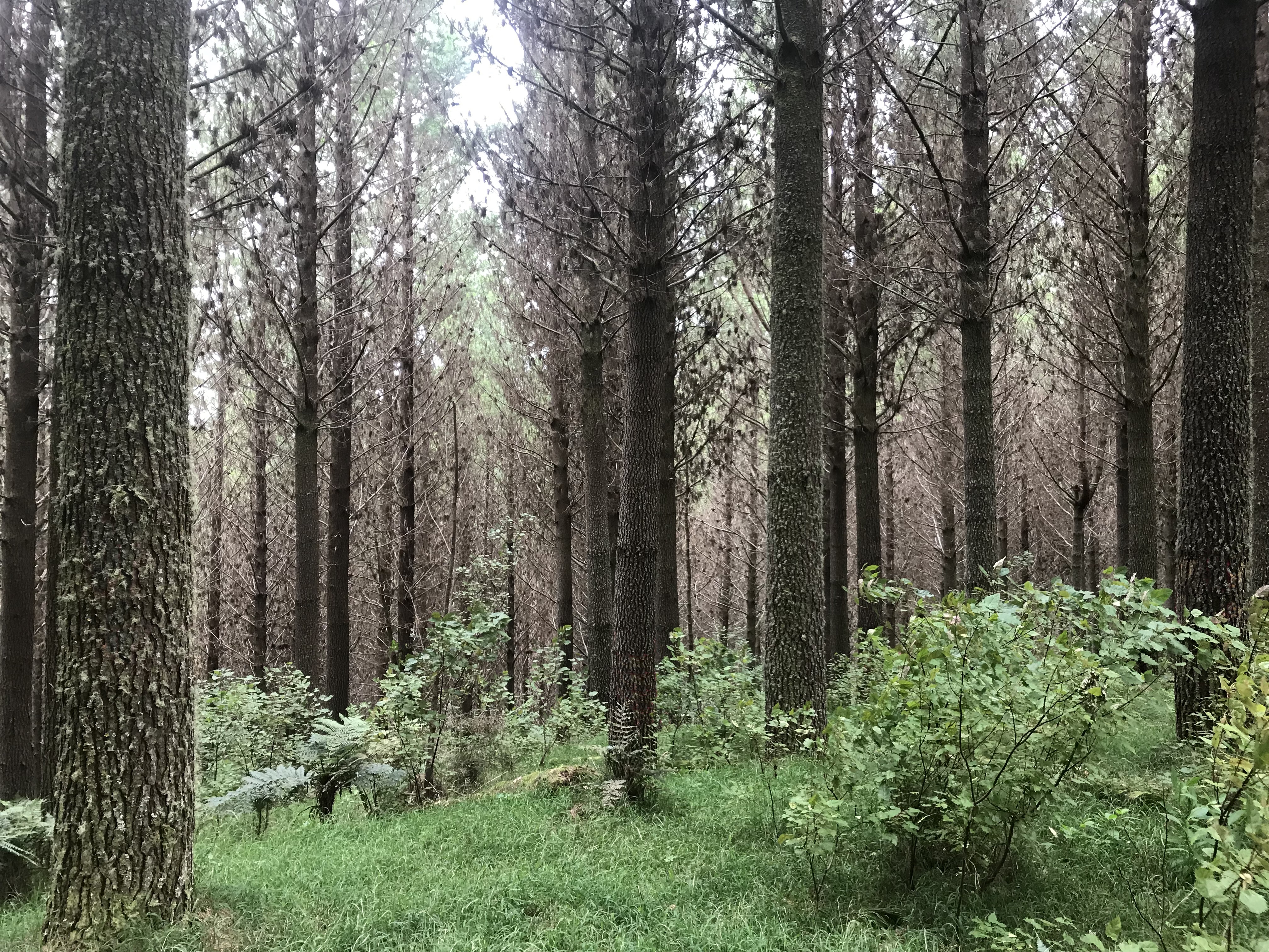 Cattlestop Partnership