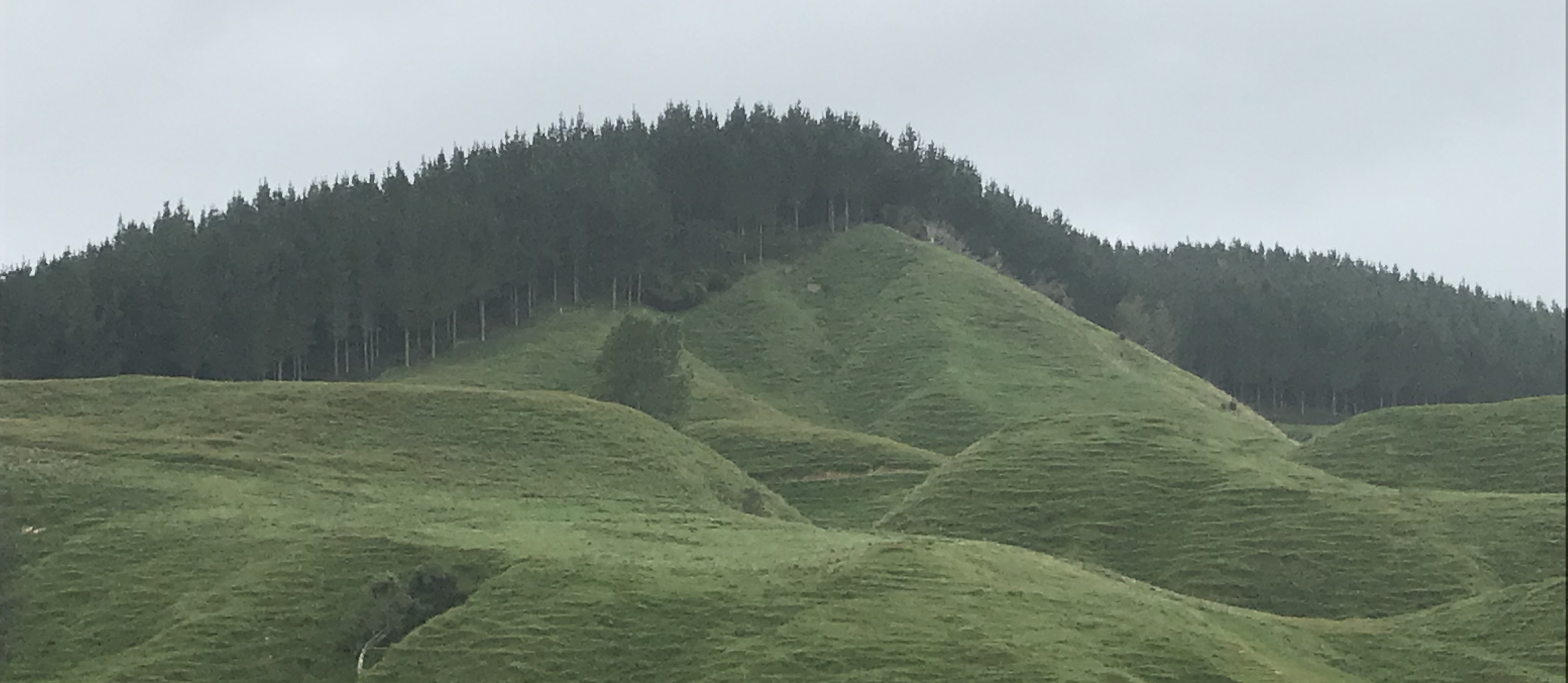 Pinegrove Partnership