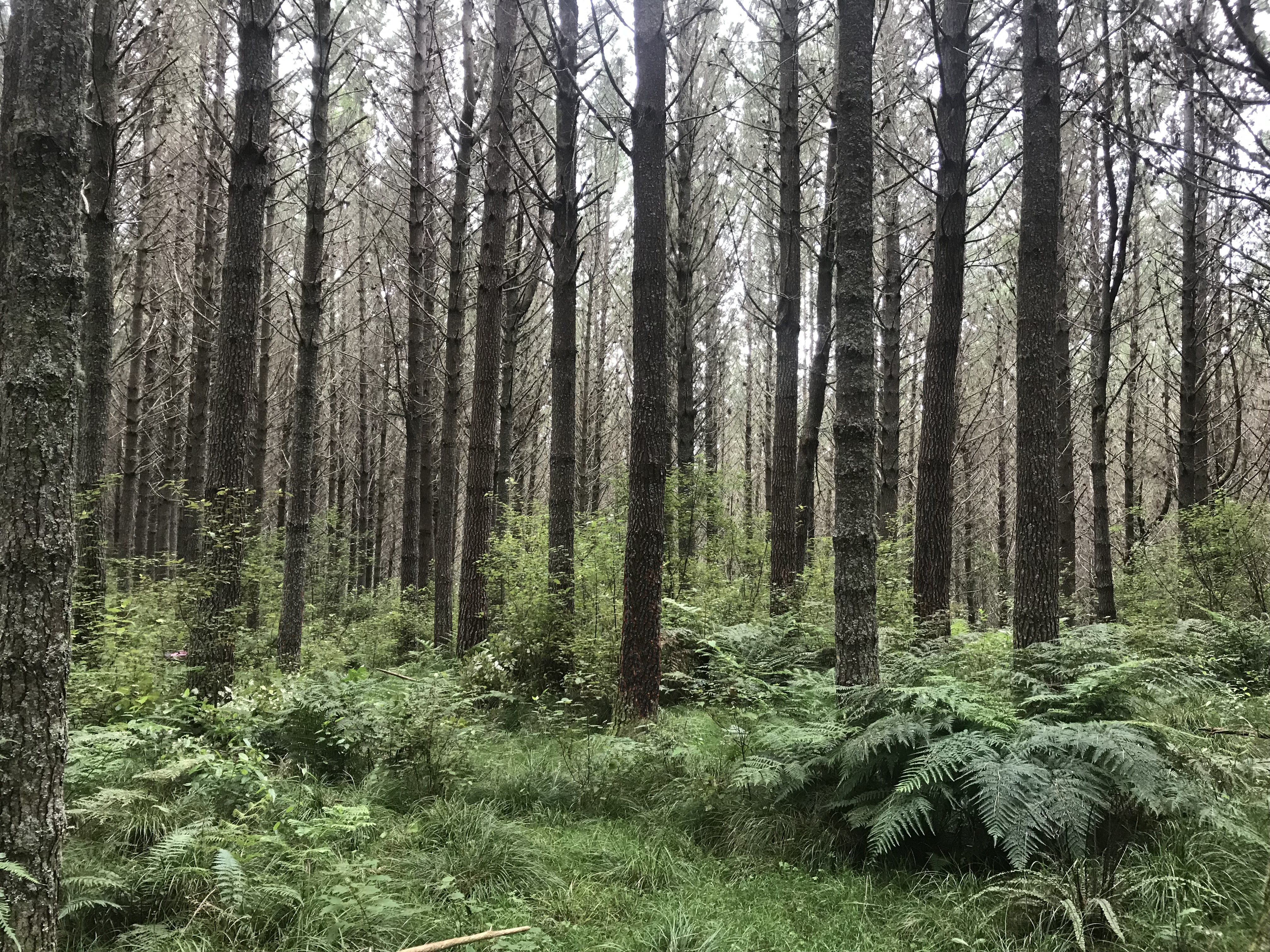 River Road Partnership