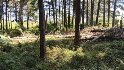 Centurion Partnership