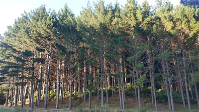 Minormore Partnership